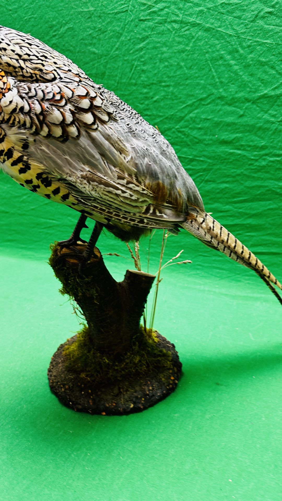 TAXIDERMY: A MOUNTED PHEASANT IN A NATURALISTIC SETTING, H 53CM. - Image 14 of 16