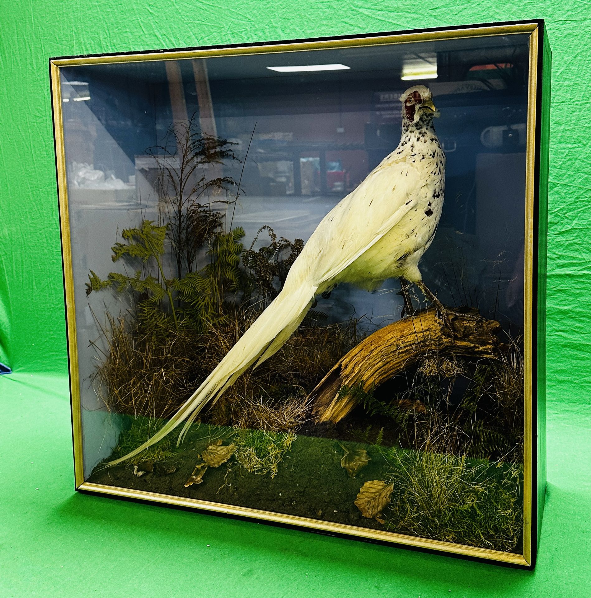 TAXIDERMY: A CASED STUDY OF A WHITE PHEASANT IN A NATURALISTIC SETTING, W 72 X D 29 X H 70CM. - Image 2 of 12