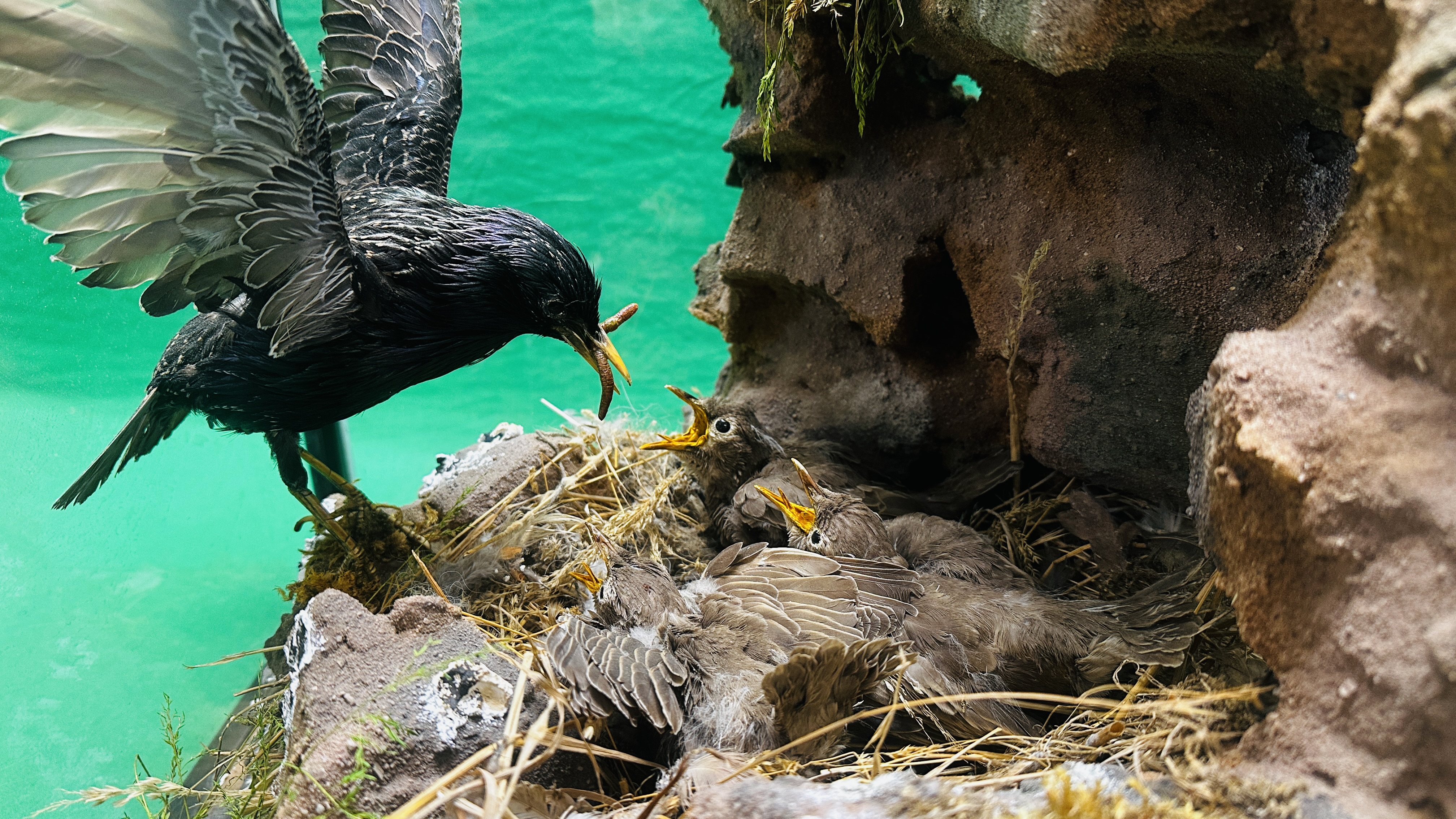 A GLAZED CASED TAXIDERMY STUDY OF A "STARLING" FEEDING HER YOUNG IN A NATURALISTIC SETTING. - Bild 7 aus 12