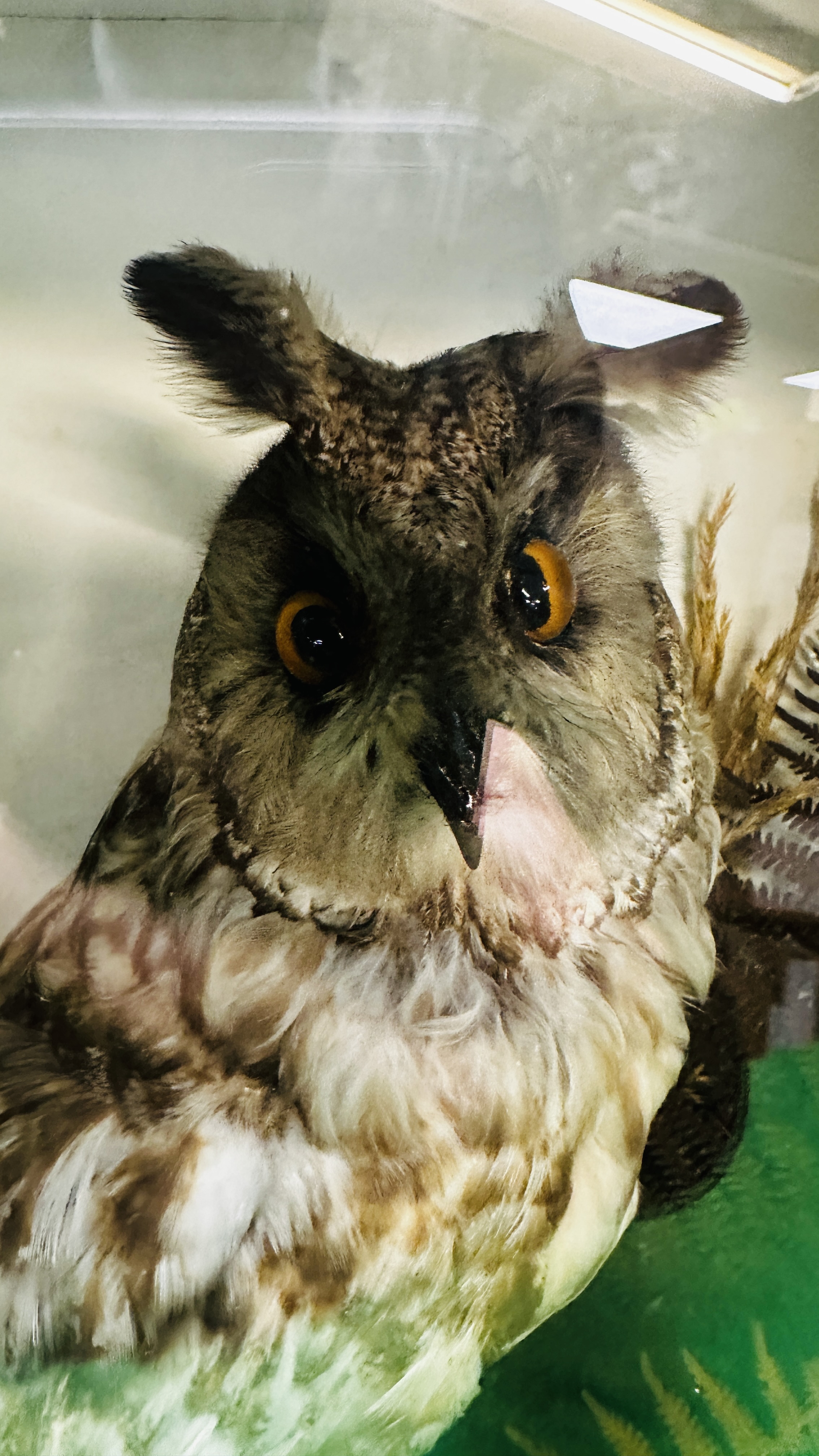 TAXIDERMY: A MOUNTED VICTORIAN STUDY OF A LONG EARED OWL IN A LATER NATURALISTIC GLAZED CASE. - Image 4 of 7