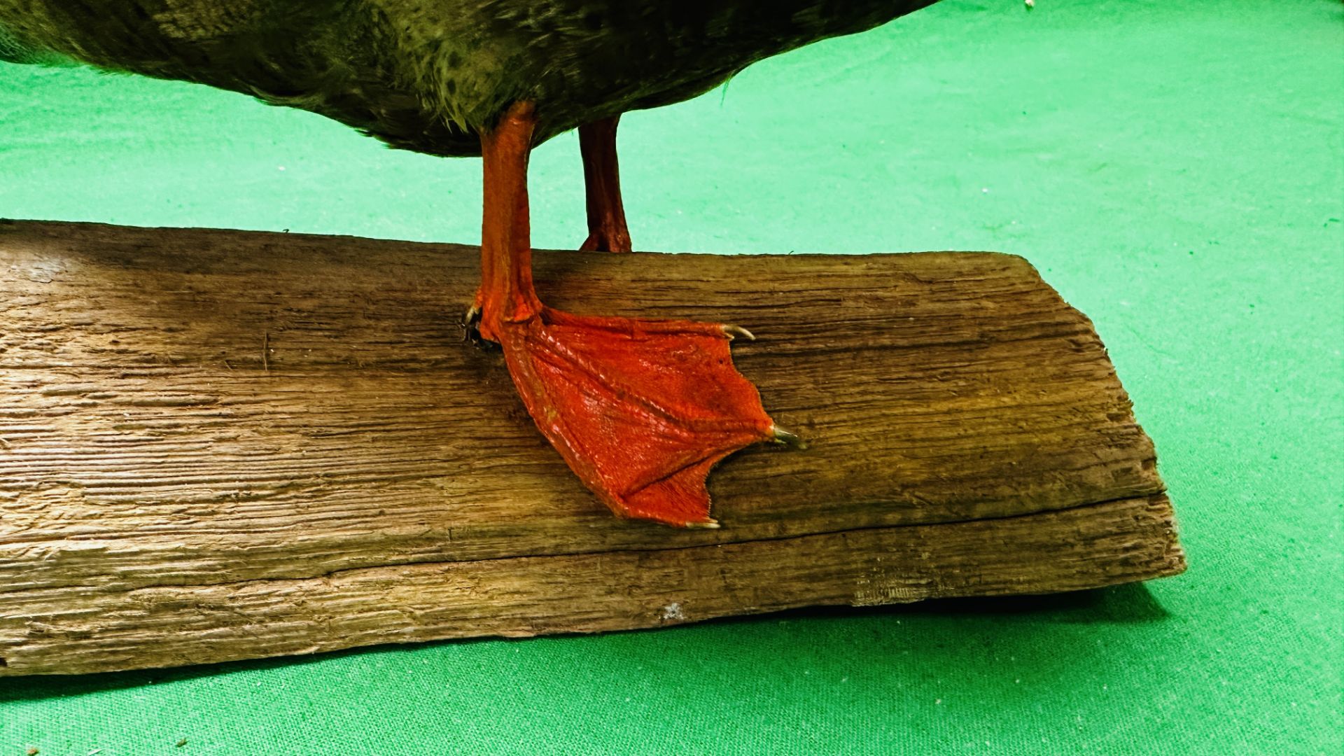 TAXIDERMY: A MOUNTED SHOVELER DUCK, W 32 X H 29CM. - Image 6 of 12