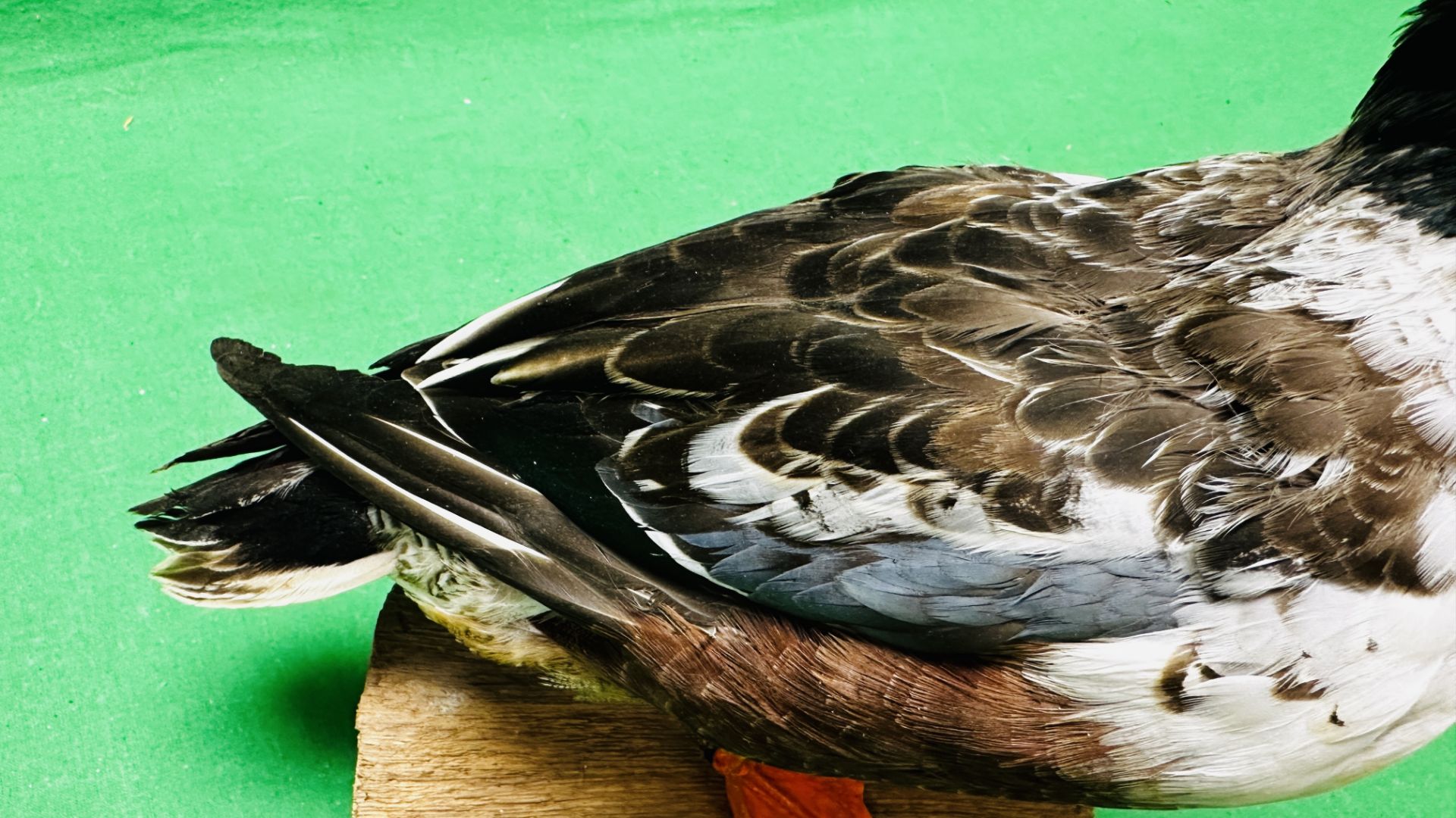 TAXIDERMY: A MOUNTED SHOVELER DUCK, W 32 X H 29CM. - Image 8 of 12