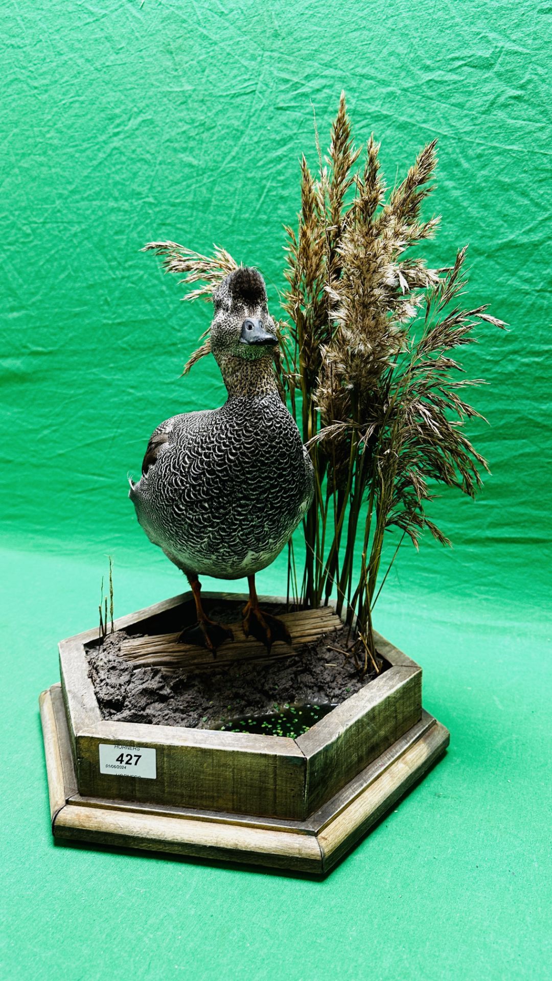 TAXIDERMY: A MOUNTED GADWALL IN A NATURALISTIC SETTING, W 31 X H 53CM. - Image 6 of 12