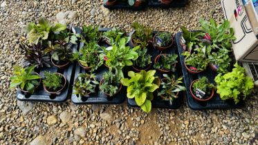 4 X 6 X 13CM POTS MIXED PERENNIAL MIX.