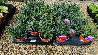 2 X 12 X 11CM POTS DIANTHUS OSCAR.