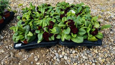 2 X 6 X 13CM POTS DOUBLE PRIMROSES.