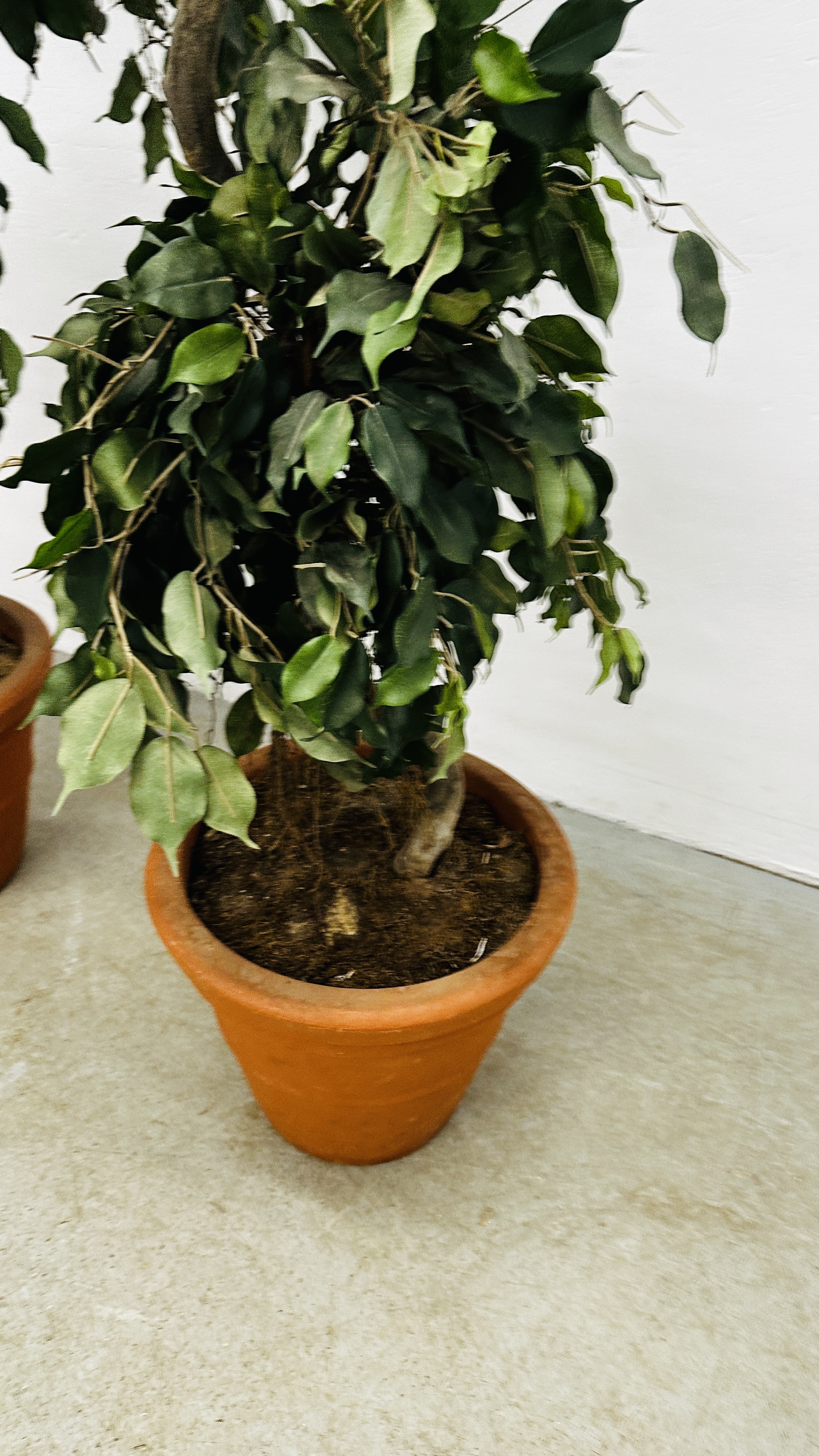 AN IMPRESSIVE PAIR OF ARTIFICIAL FICUS TYPE TREES IN PLASTIC POTS H 183CM. - Image 5 of 8