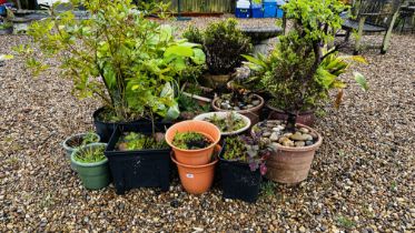 A GROUP OF ASSORTED GARDEN PLANTERS AND CONTENTS PLUS STONEWORK PEDESTAL BIRD BATH.