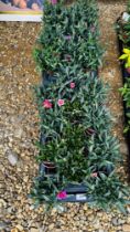 2 X 12 X 11CM POTS DIANTHUS OSCAR.