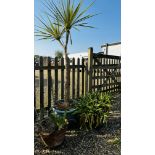 POTTED PALM TREE HEIGHT APPROX 6FT ALONG WITH TWO OTHER PLANTERS AND CONTENTS.