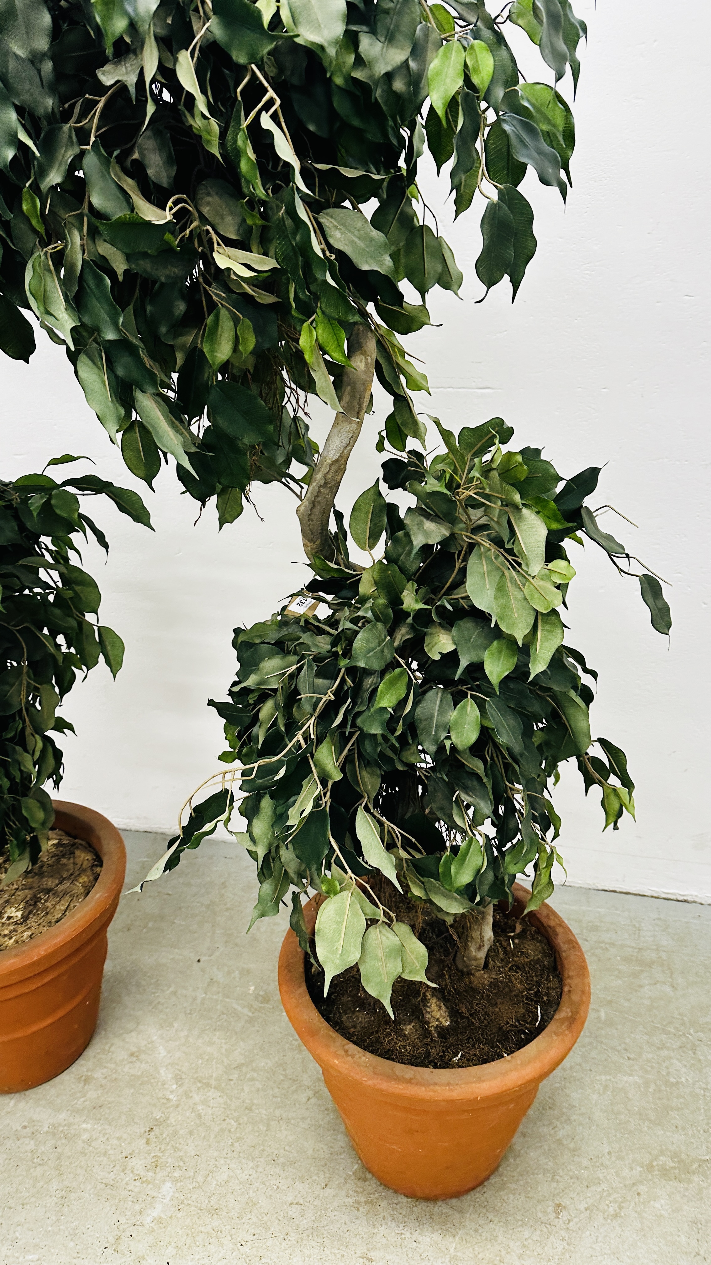 AN IMPRESSIVE PAIR OF ARTIFICIAL FICUS TYPE TREES IN PLASTIC POTS H 183CM. - Image 4 of 8
