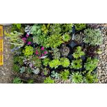 45 X ROCKERY / ALPINE PLANTS.