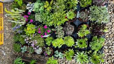 45 X ROCKERY / ALPINE PLANTS.