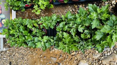 2 X 12 X 11CM CHRYSANTH CUTTINGS.