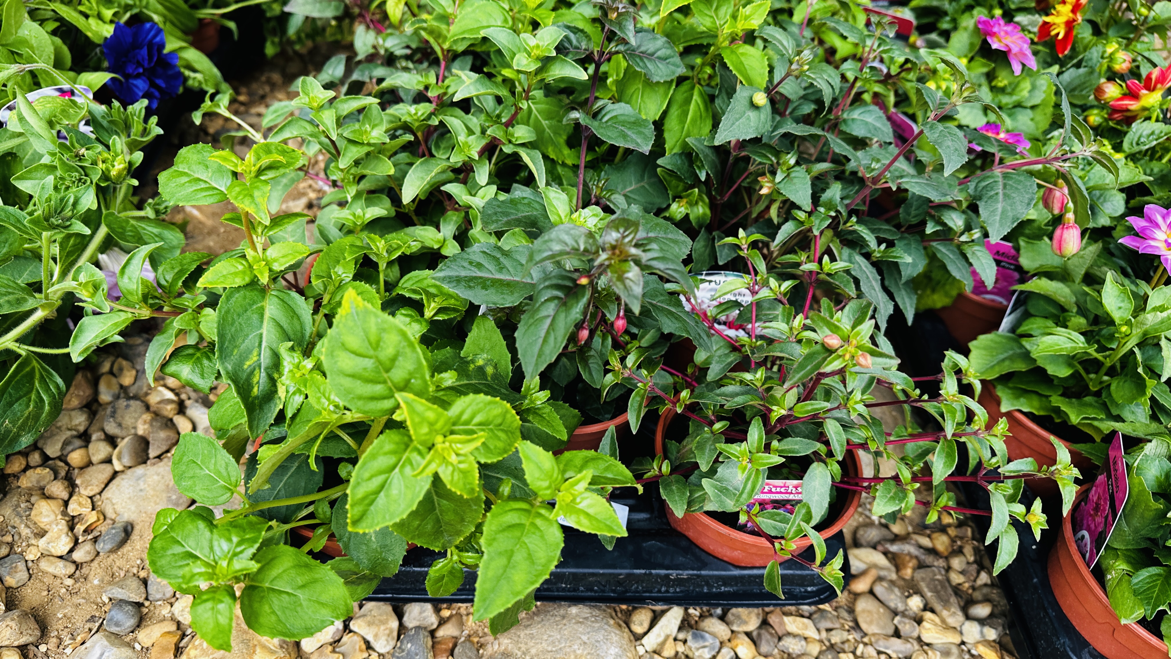 2 X 12 X 11CM POTS TRAILING FUCHSIA. - Image 2 of 5