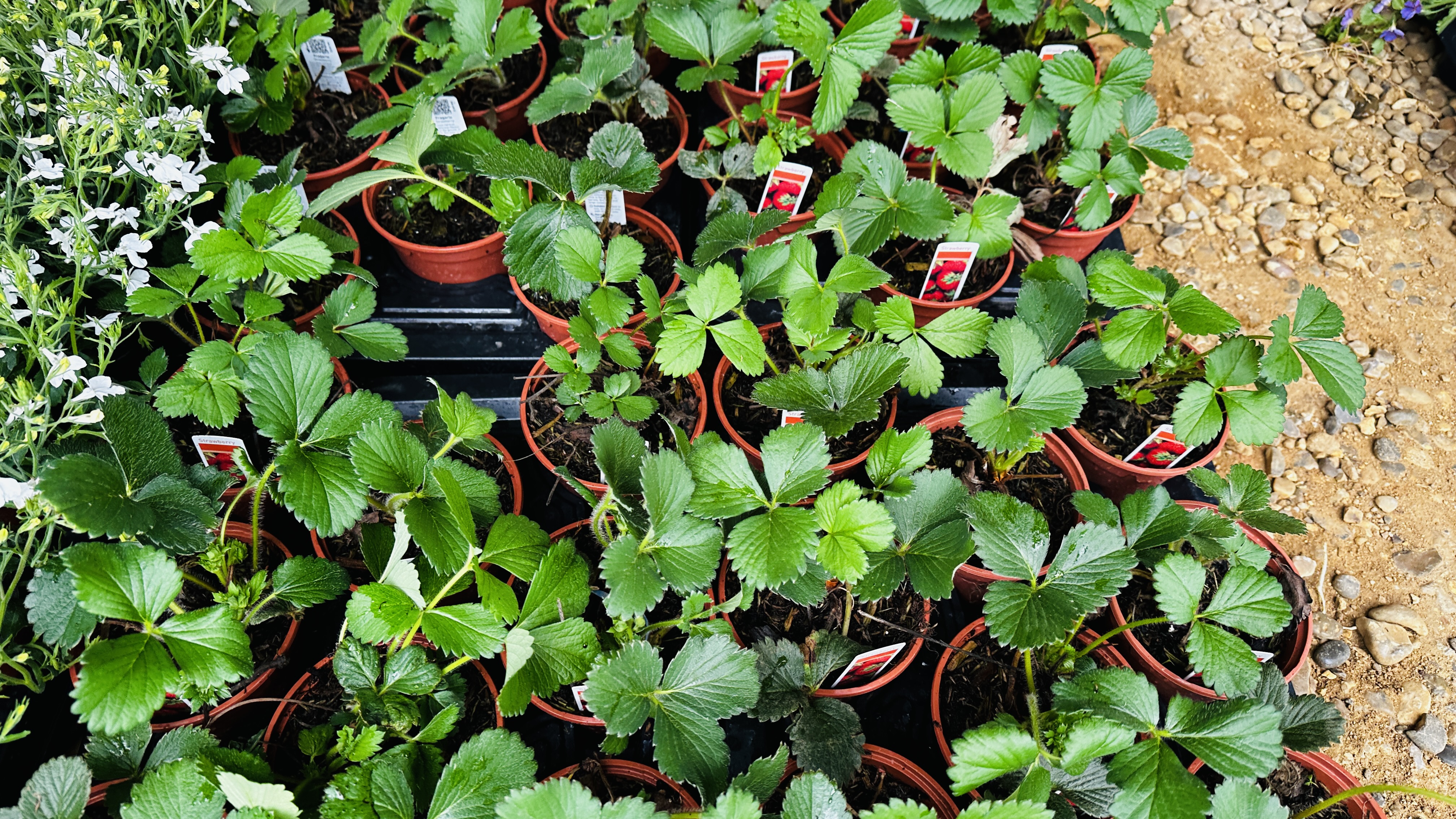 4 X 12 X 11CM POTS STRAWBERRY CENTINARY. - Bild 3 aus 4