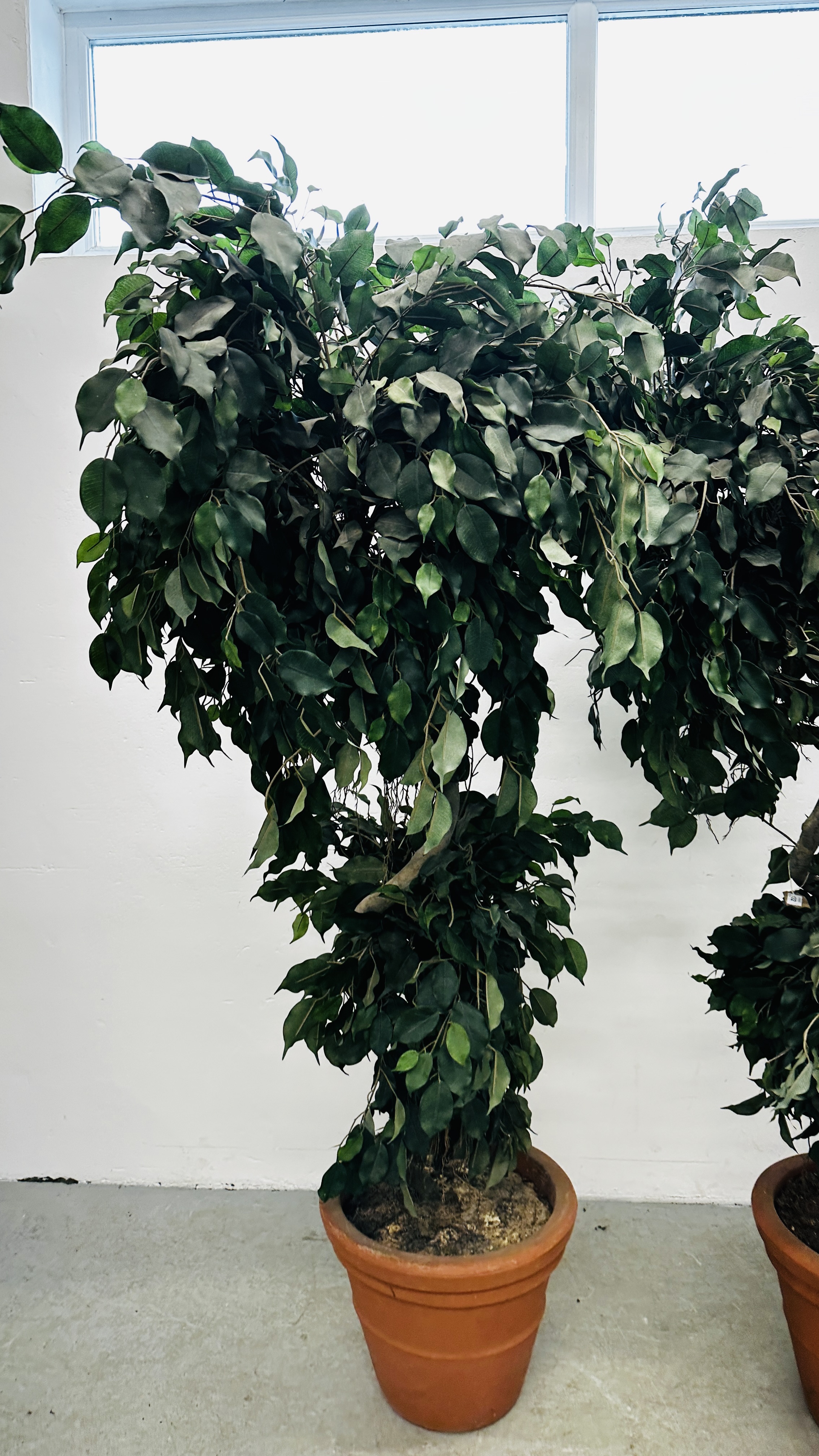 AN IMPRESSIVE PAIR OF ARTIFICIAL FICUS TYPE TREES IN PLASTIC POTS H 183CM. - Image 2 of 8