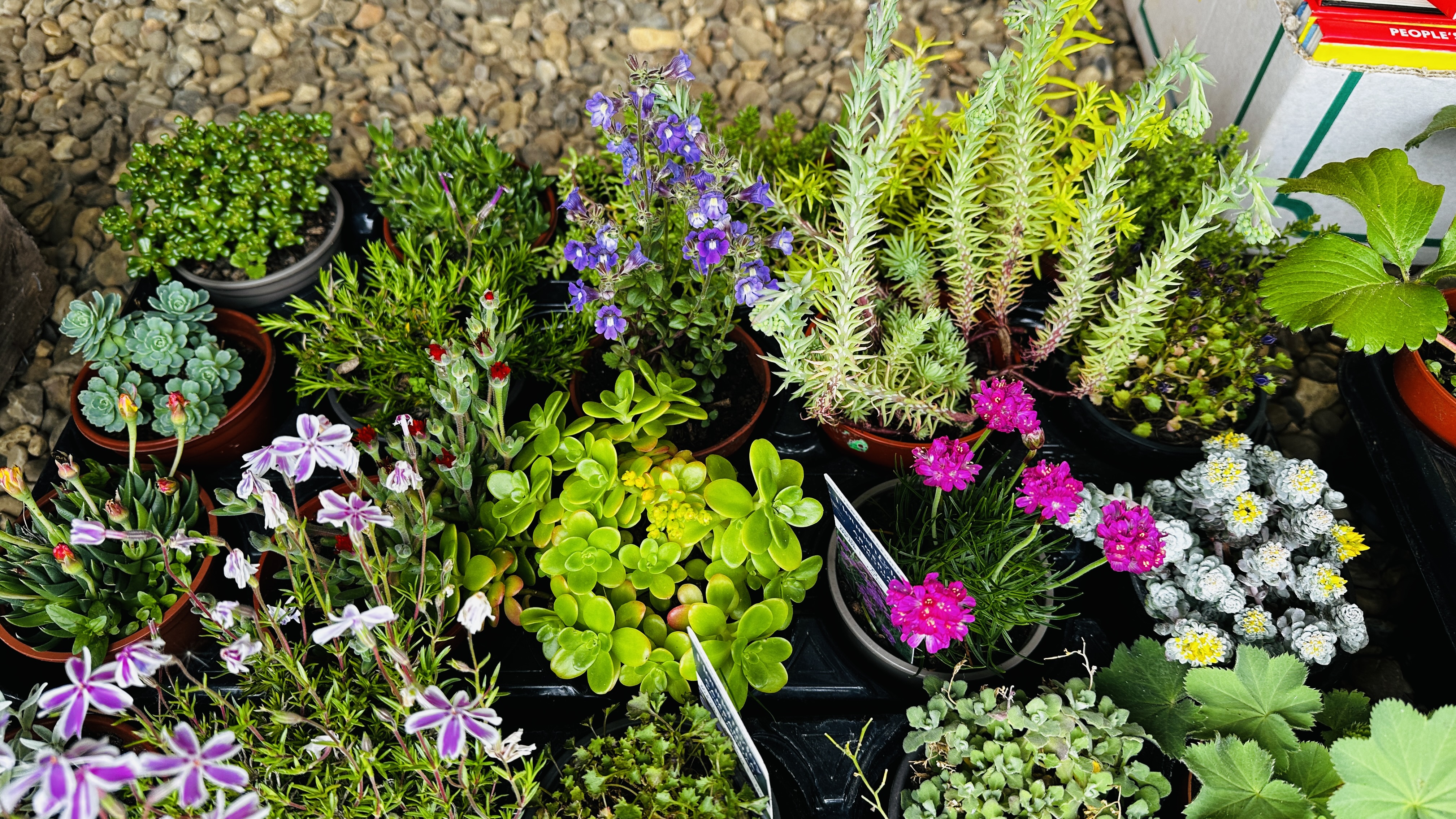 45 X ROCKERY / ALPINE PLANTS. - Image 4 of 5