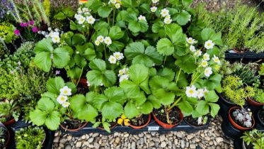 30 X STRAWBERRY PLANTS INCLUDING CAMBRIDGE FAVOURITE.