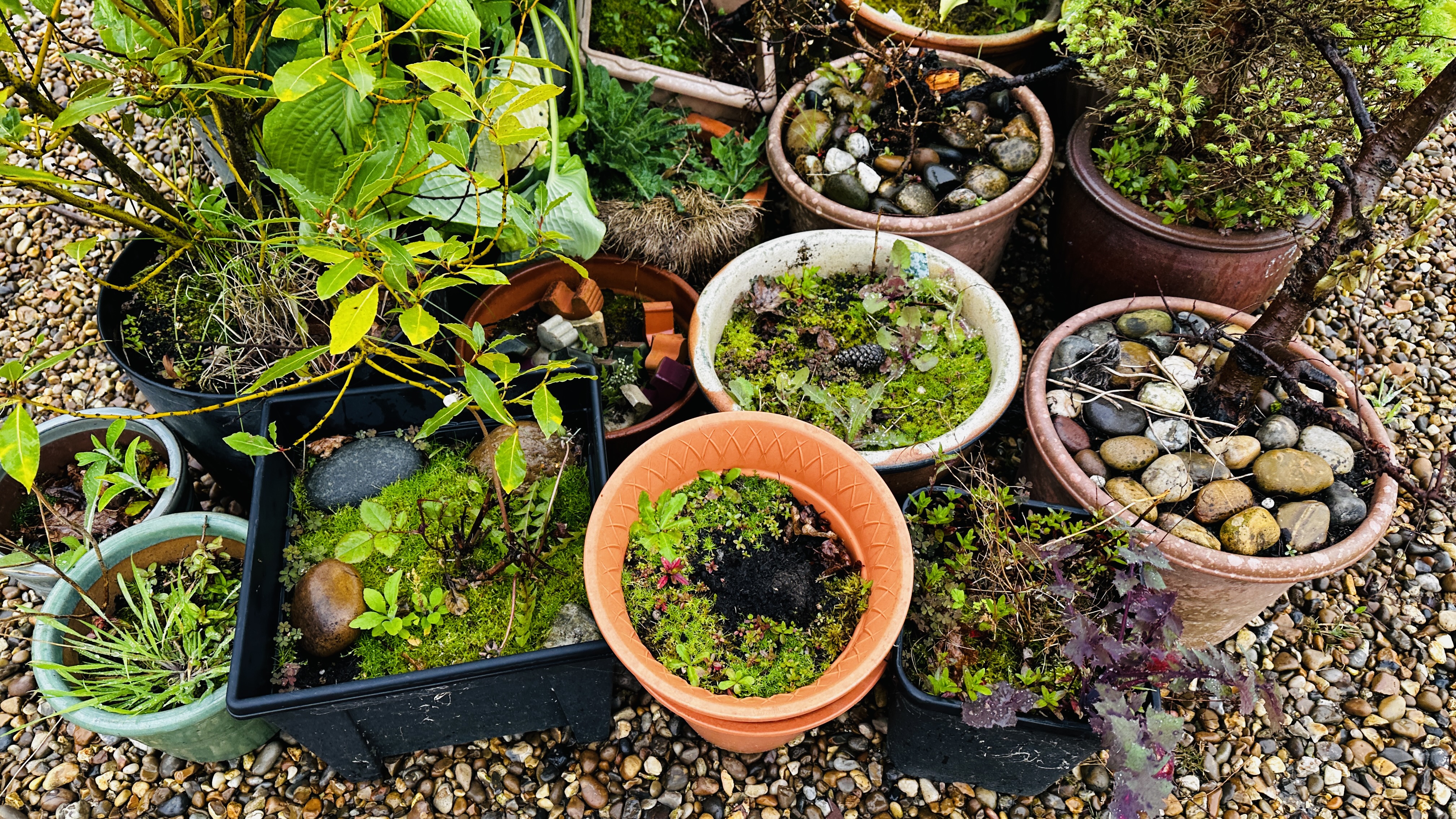 A GROUP OF ASSORTED GARDEN PLANTERS AND CONTENTS PLUS STONEWORK PEDESTAL BIRD BATH. - Image 4 of 11