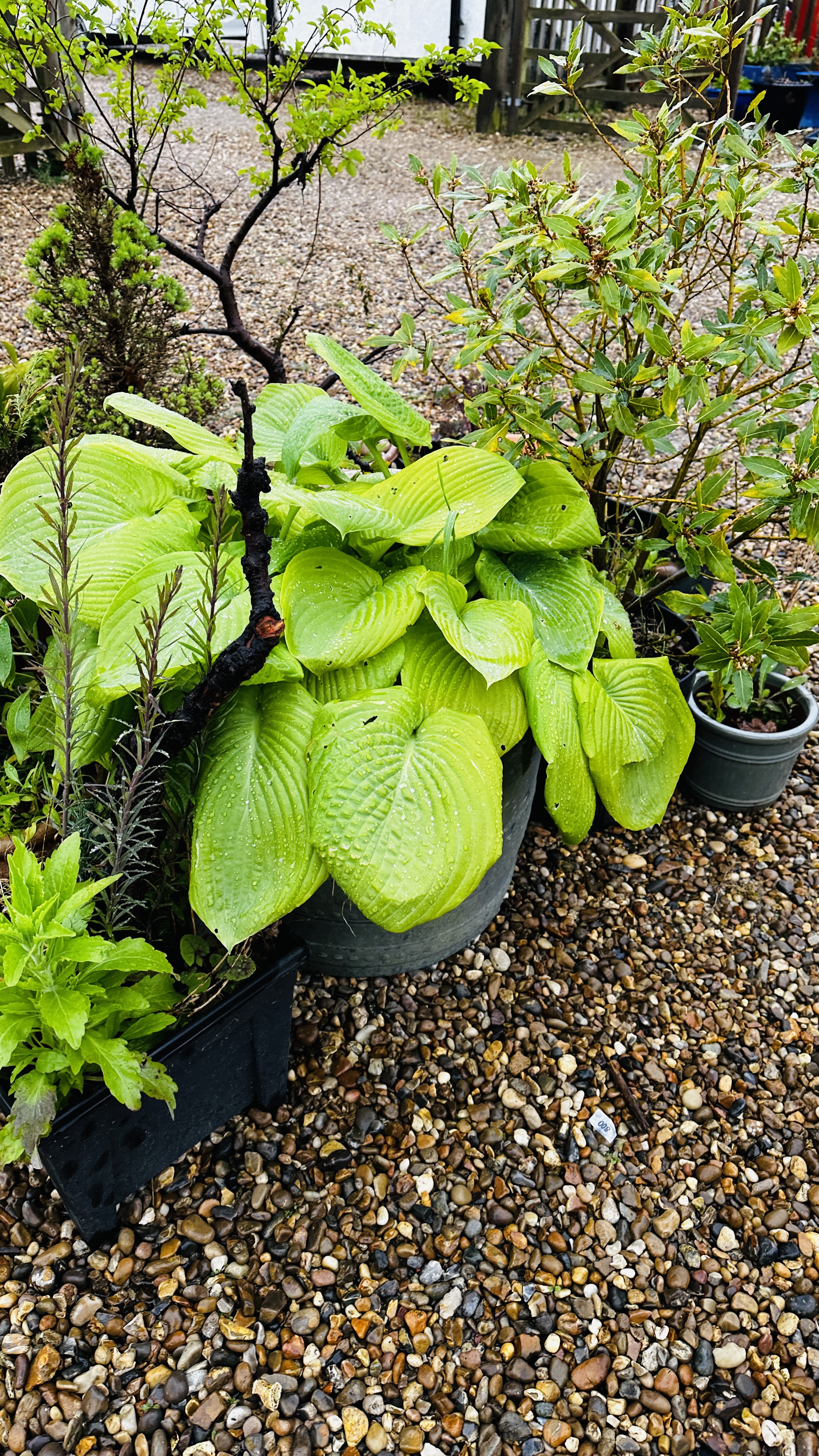 A GROUP OF ASSORTED GARDEN PLANTERS AND CONTENTS PLUS STONEWORK PEDESTAL BIRD BATH. - Image 11 of 11