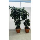 AN IMPRESSIVE PAIR OF ARTIFICIAL FICUS TYPE TREES IN PLASTIC POTS H 183CM.