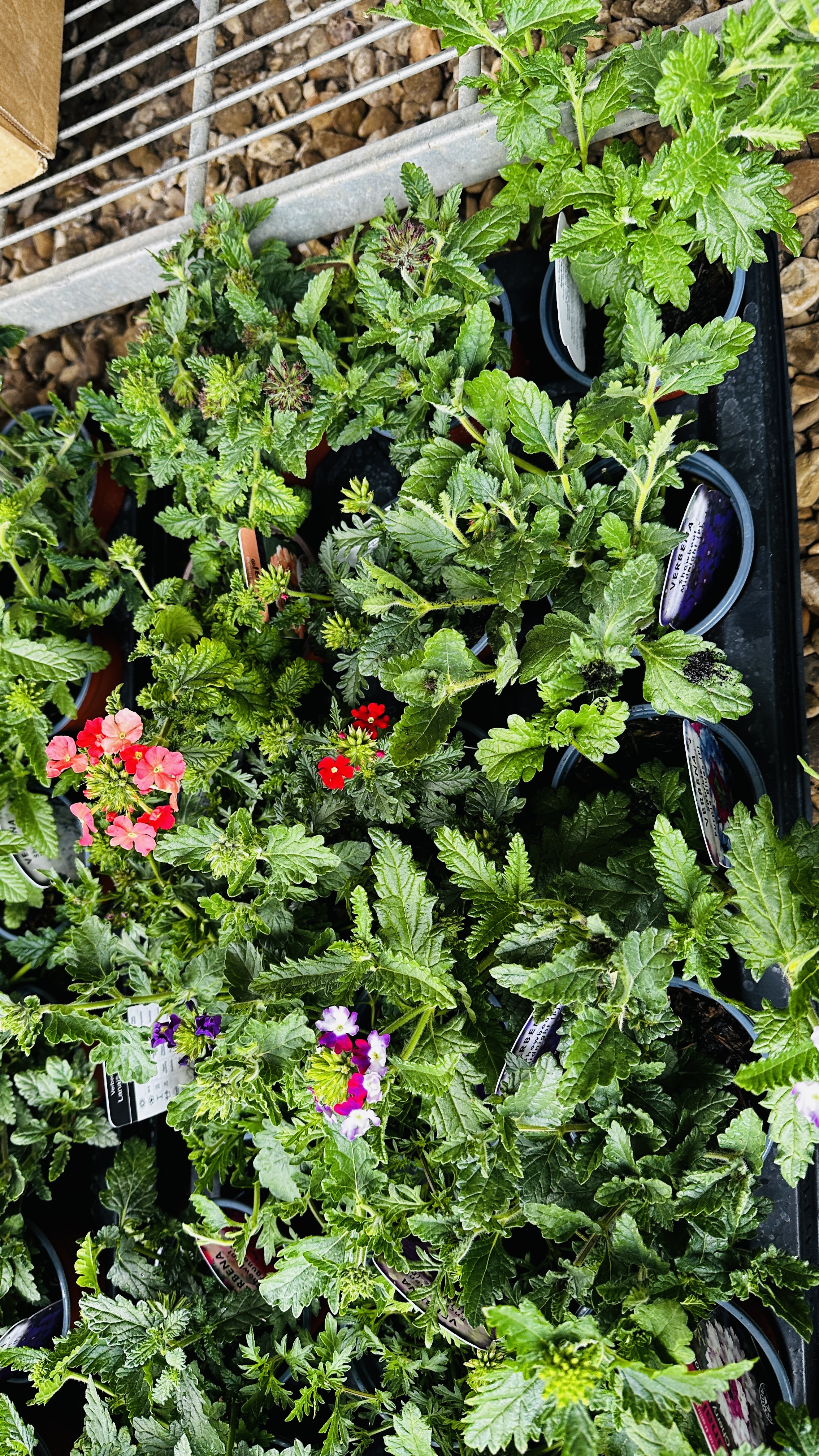 2 X 15 X 9CM POTS VERBENA TRINITY. - Image 4 of 5