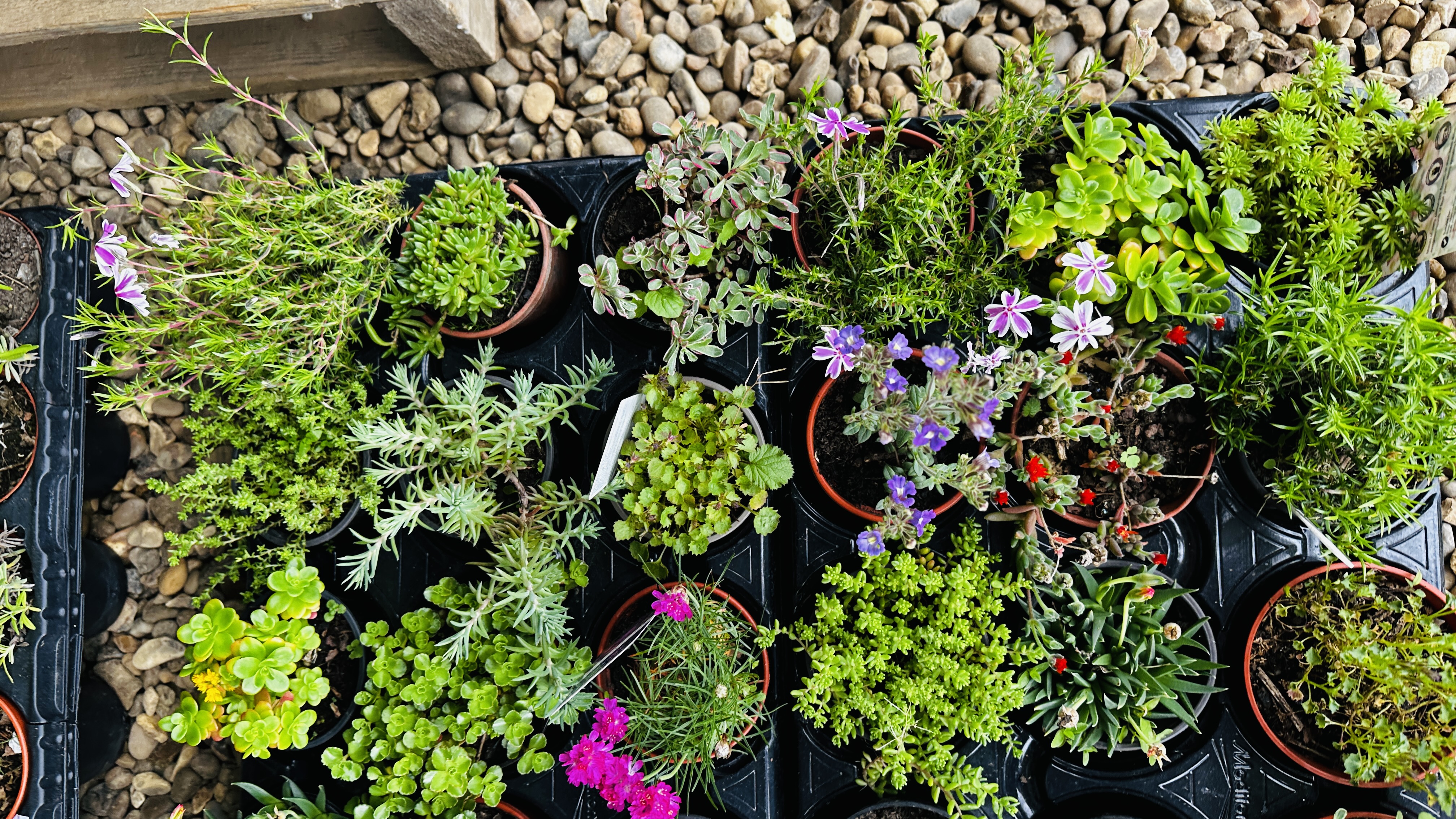 30 X ROCKERY / ALPINE PLANTS. - Image 3 of 3