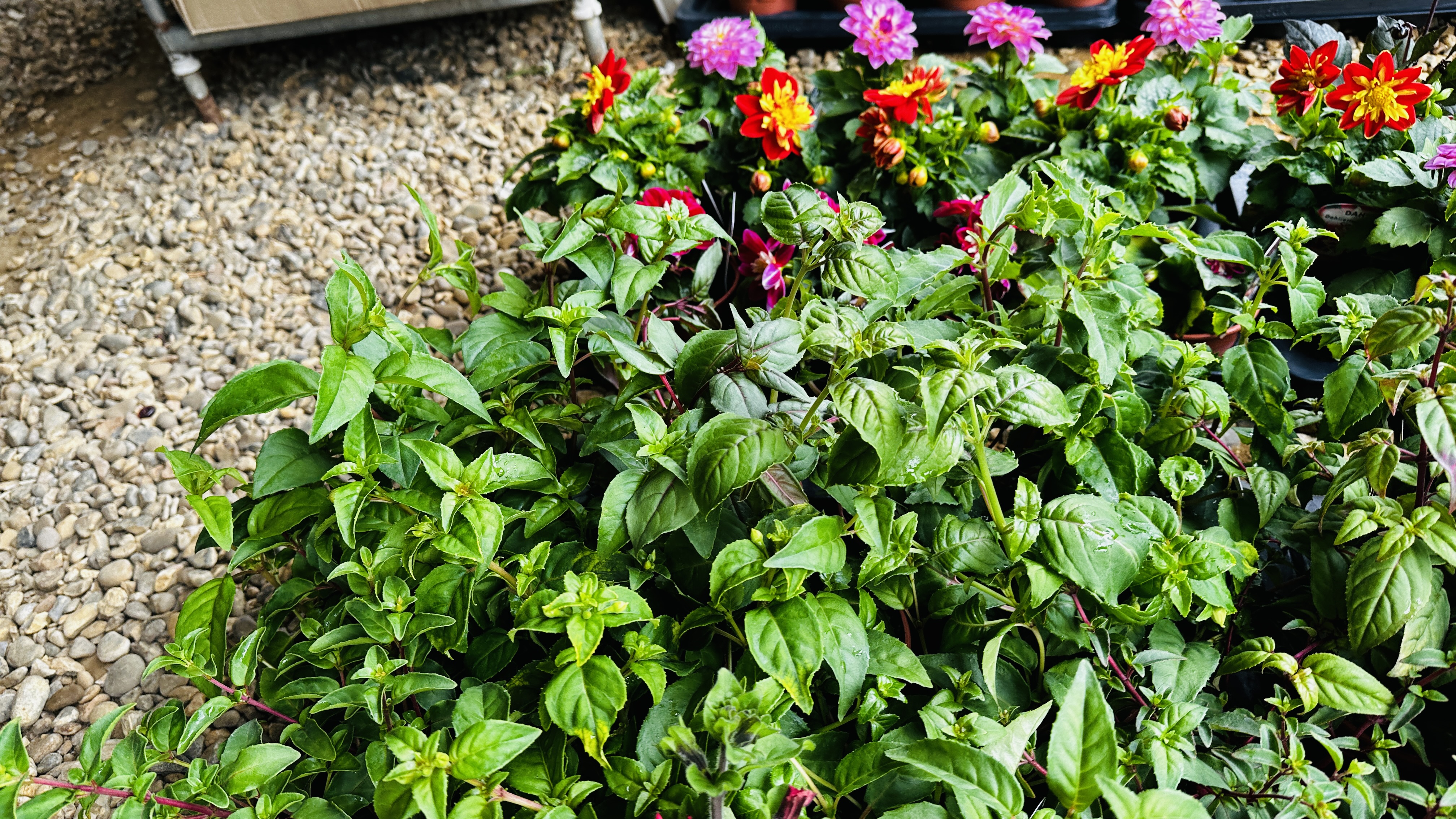 2 X 12 X 11CM POTS TRAILING FUCHSIA. - Image 4 of 5