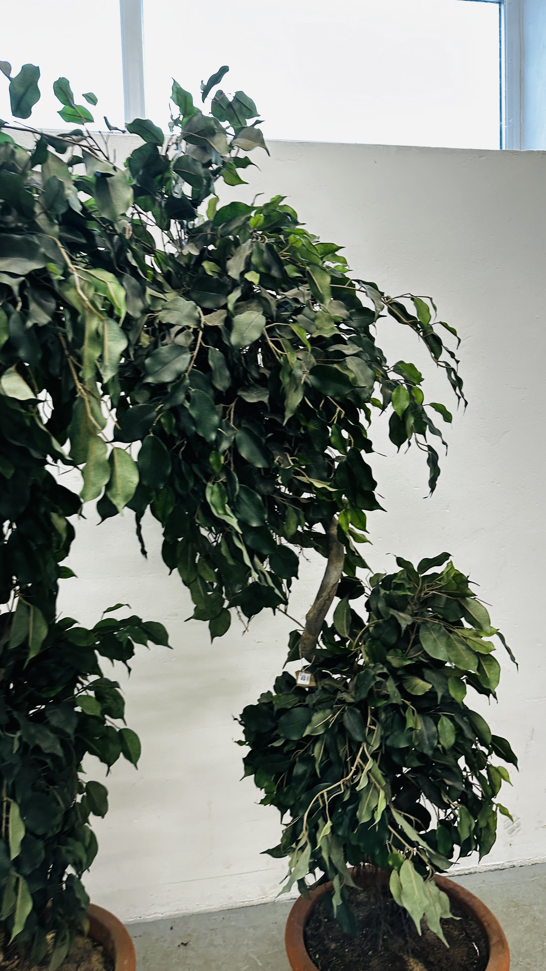 AN IMPRESSIVE PAIR OF ARTIFICIAL FICUS TYPE TREES IN PLASTIC POTS H 183CM. - Image 3 of 8