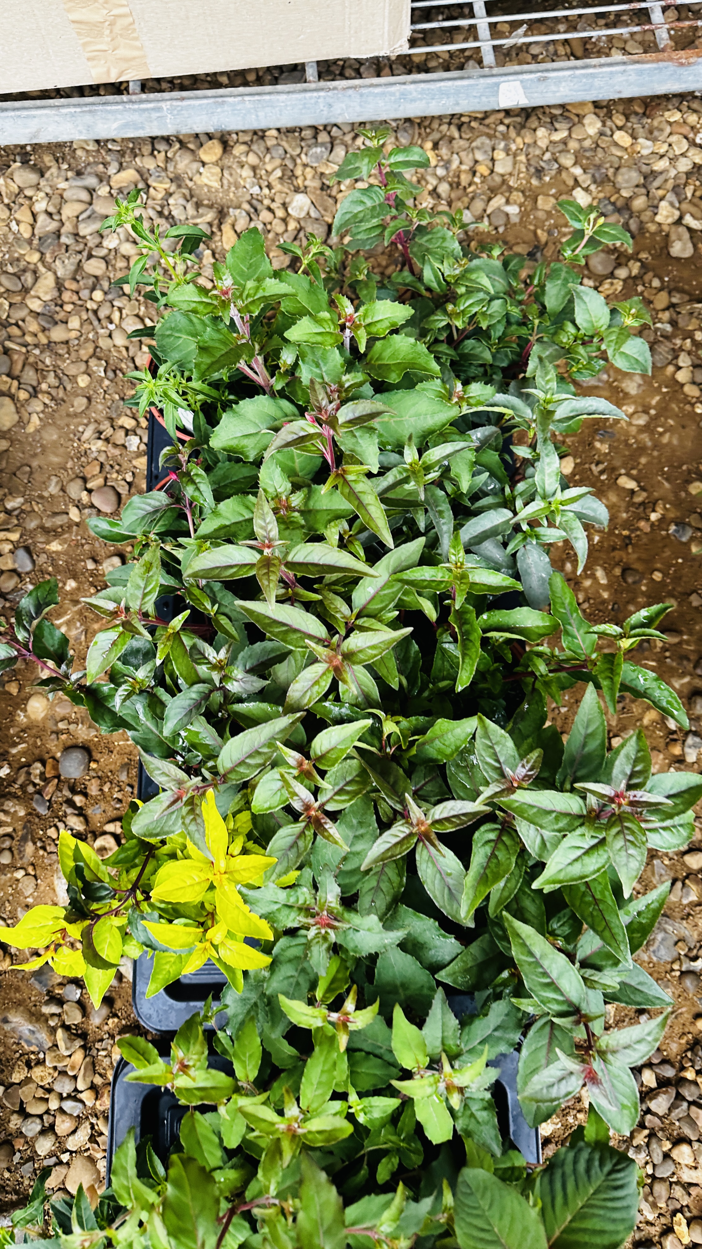 2 X 12 X 11CM POTS BUSH FUCHSIA. - Image 3 of 4