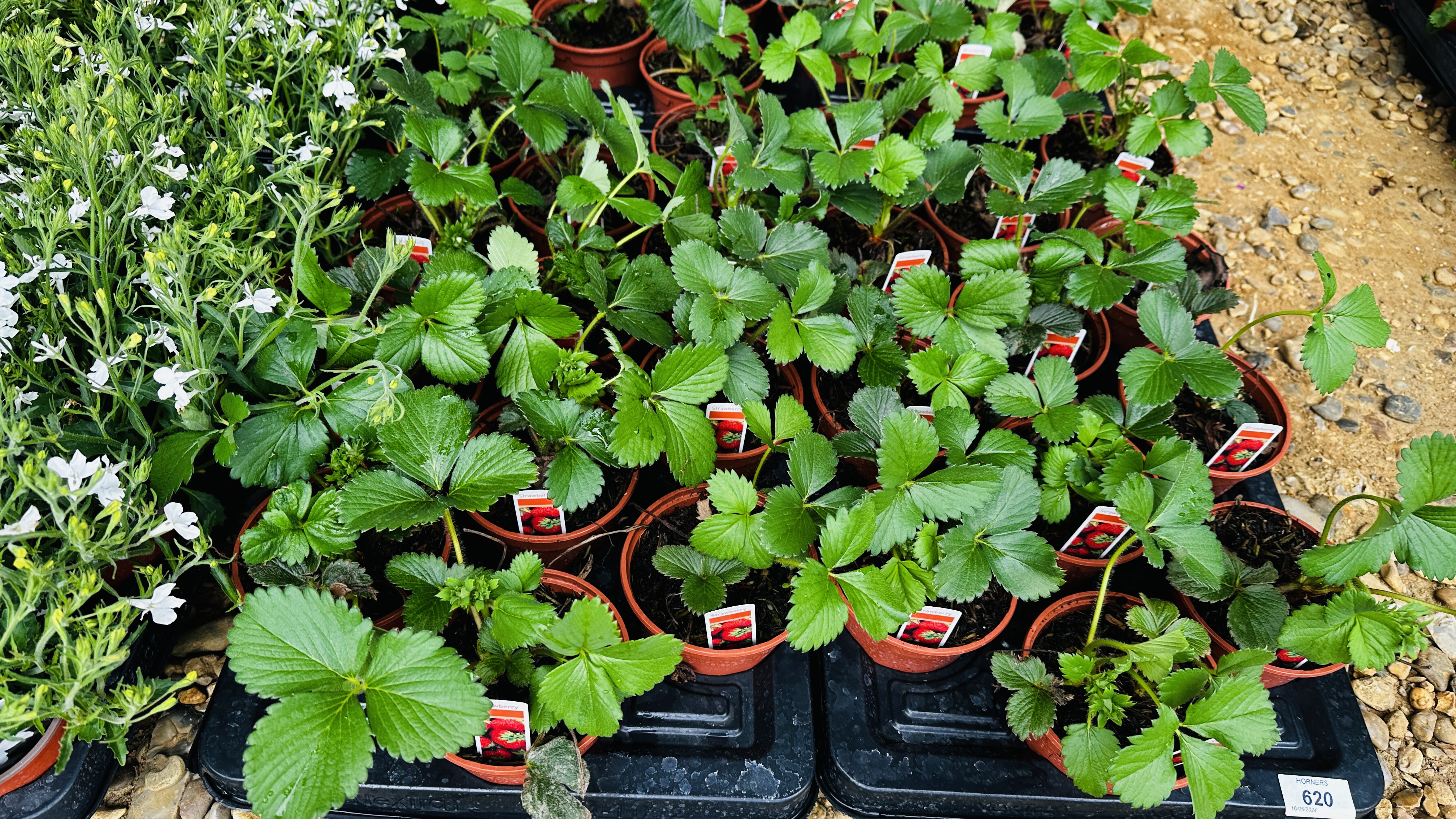 4 X 12 X 11CM POTS STRAWBERRY CENTINARY. - Bild 2 aus 4