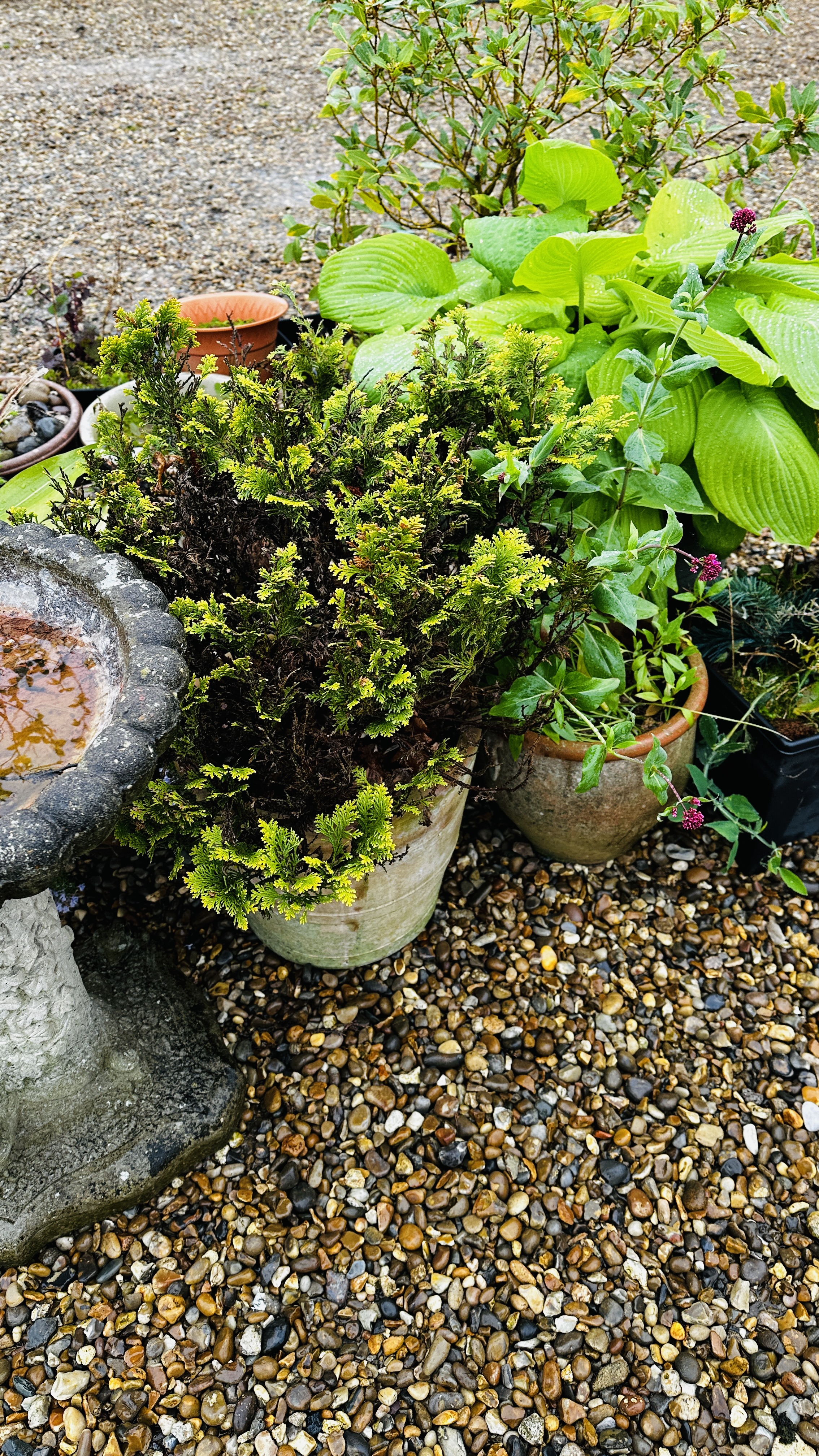 A GROUP OF ASSORTED GARDEN PLANTERS AND CONTENTS PLUS STONEWORK PEDESTAL BIRD BATH. - Image 9 of 11
