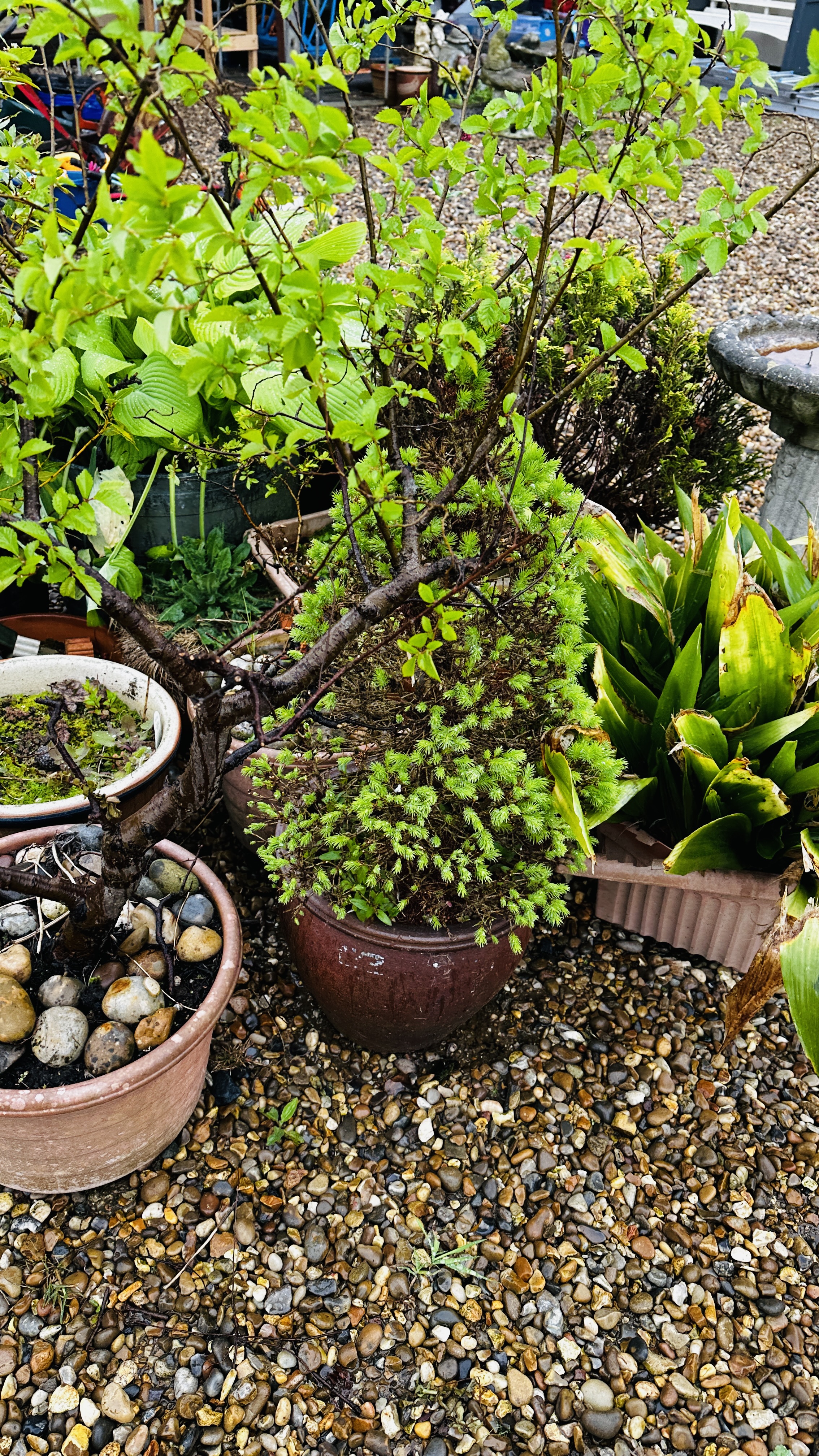 A GROUP OF ASSORTED GARDEN PLANTERS AND CONTENTS PLUS STONEWORK PEDESTAL BIRD BATH. - Image 6 of 11