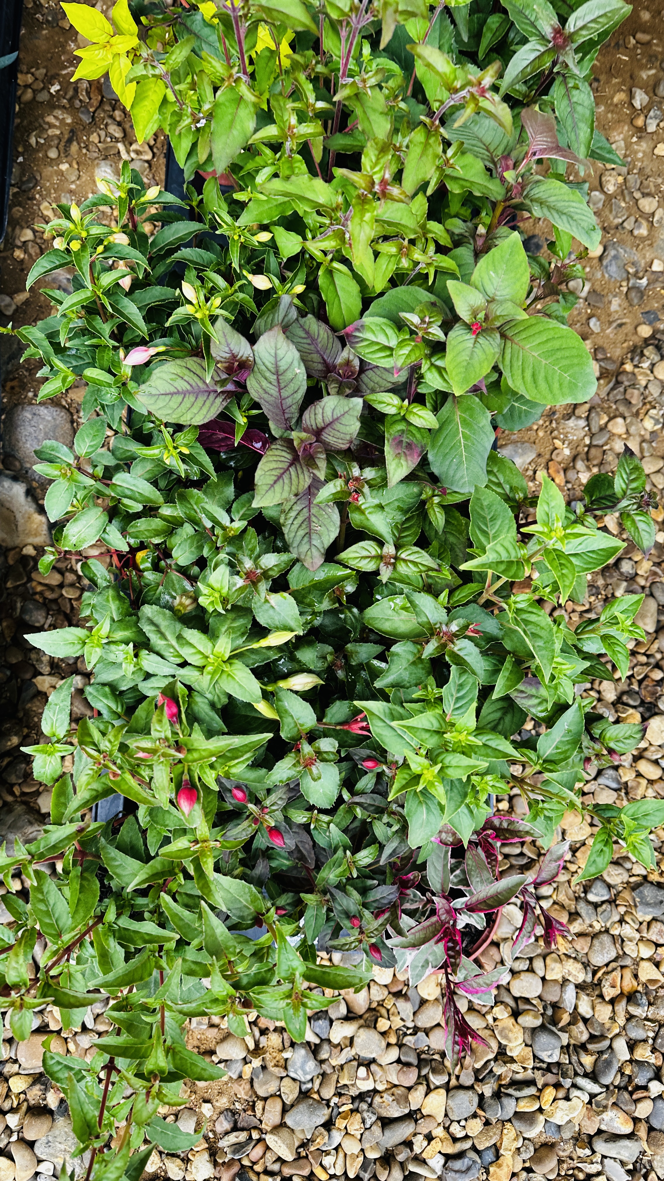 2 X 12 X 11CM POTS BUSH FUCHSIA. - Image 2 of 4