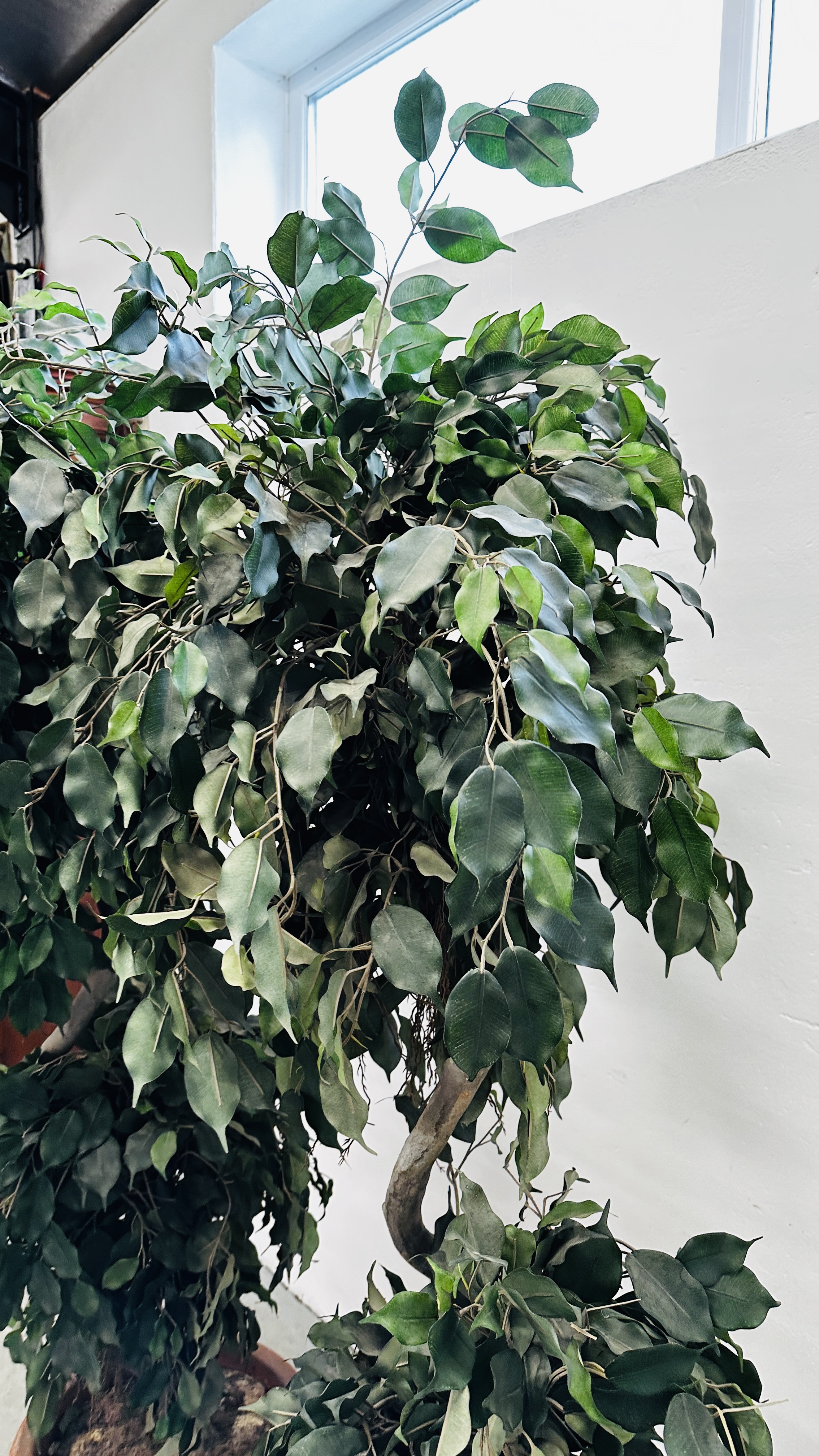 AN IMPRESSIVE PAIR OF ARTIFICIAL FICUS TYPE TREES IN PLASTIC POTS H 183CM. - Image 6 of 8