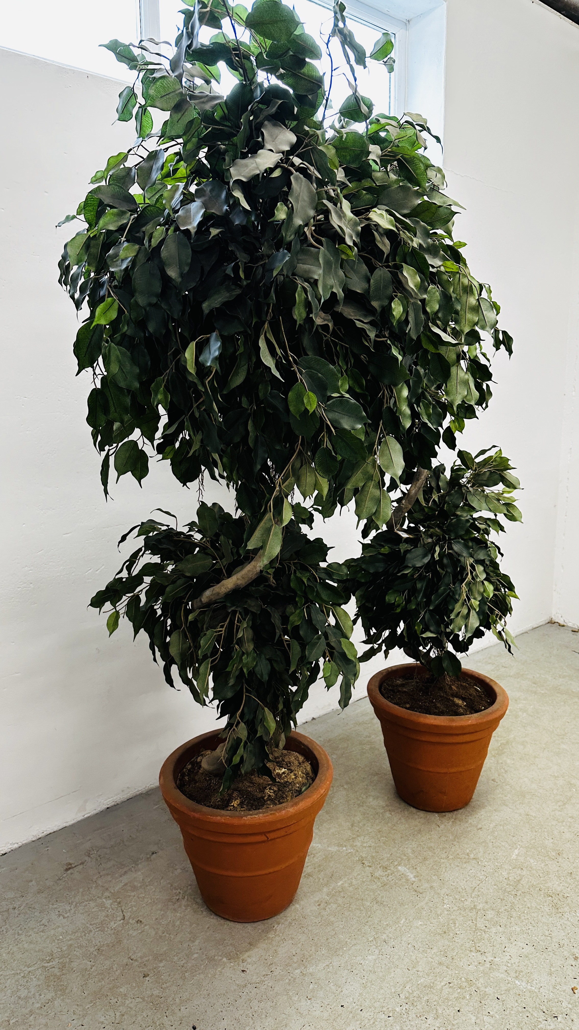 AN IMPRESSIVE PAIR OF ARTIFICIAL FICUS TYPE TREES IN PLASTIC POTS H 183CM. - Image 8 of 8