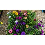 2 X 12 X 11CM POTS OSTEOSPERMUM FLOWER POWER.