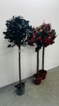 AN ARTIFICIAL BAY TREE H 140CM ALONG WITH A PAIR OF ARTIFICIAL POINSETTIA PLANTS IN TERRACOTTA POTS