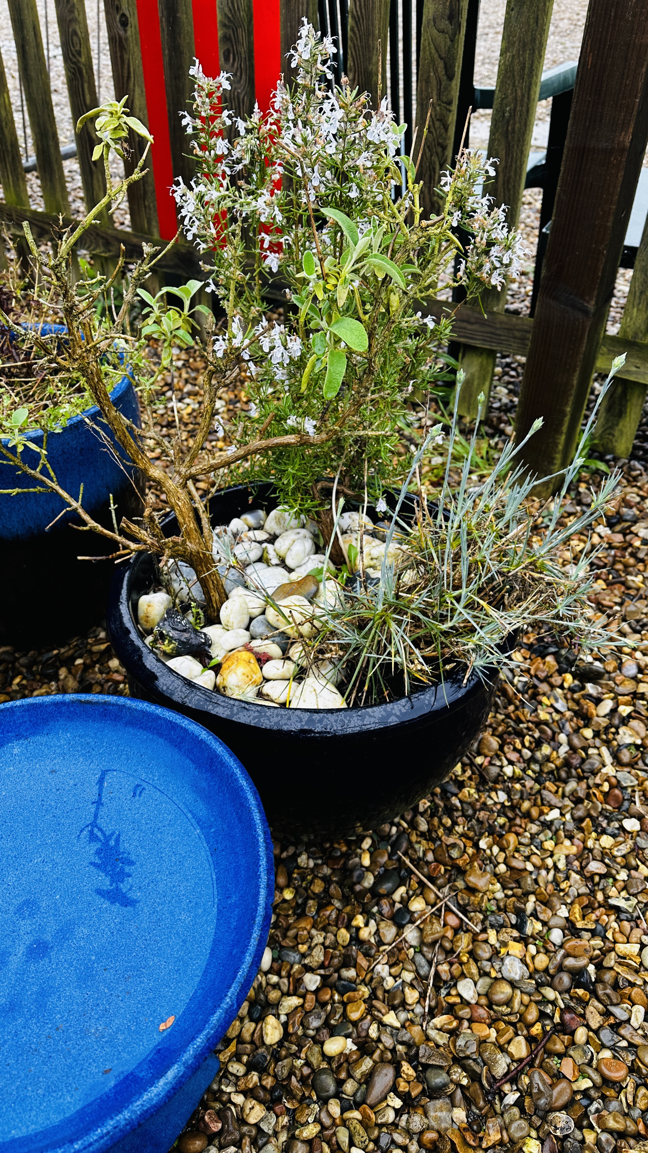 A PAIR OF LARGE BLUE GLAZED GARDEN PLANTERS PLUS THREE OTHER LARGE BLUE GLAZED PLANTERS AND BLUE - Bild 6 aus 8