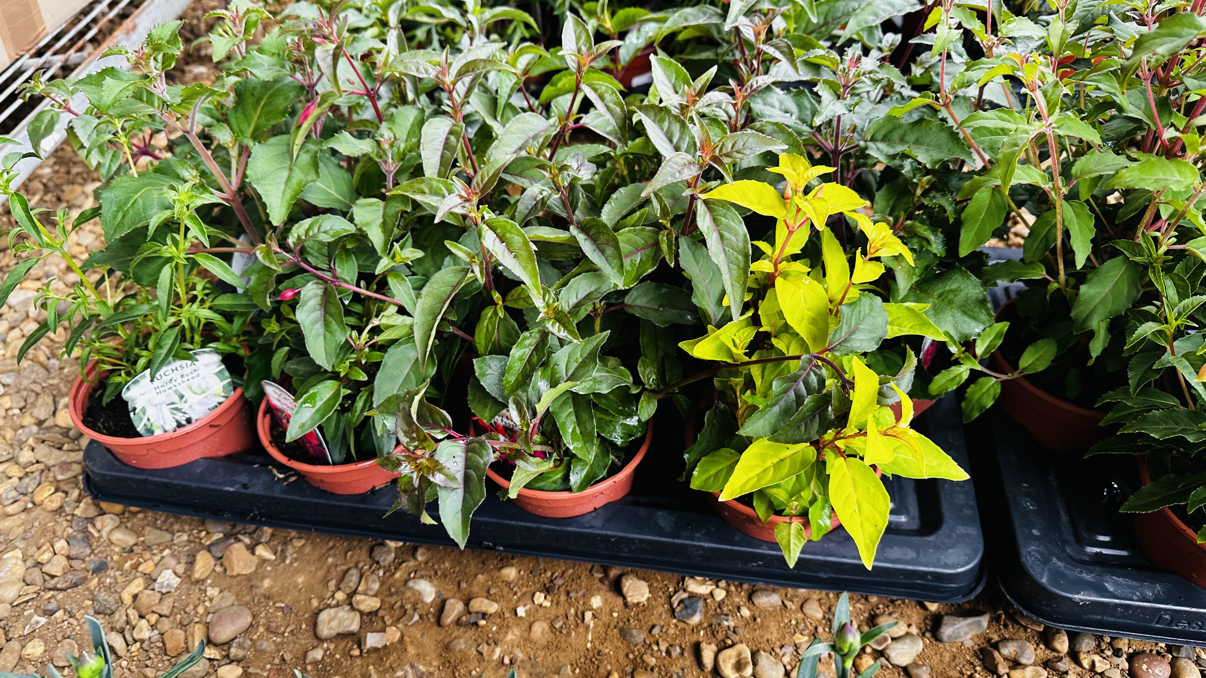 2 X 12 X 11CM POTS BUSH FUCHSIA. - Image 4 of 4