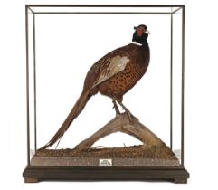 A FINE CASED AND GLAZED FULL-MOUNT OF A COCK PHEASANT, measuring approx. 27in. x 25in. x 12in..