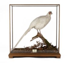 A FINE CASED AND GLAZED FULL-MOUNT OF A WHITE COCK PHEASANT, measuring approx. 26in. x 25in. x