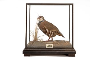 A FINE CASED AND GLAZED FULL-MOUNT OF A FRENCH PARTRIDGE, measuring approx. 16in. x 16in. x 10in..
