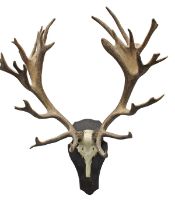 A SKULL-MOUNT OF A THIRTY-THREE POINT STAG, mounted on a wooden plaque.