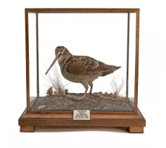 A FINE CASED AND GLAZED FULL-MOUNT OF A WOODCOCK, measuring approx. 15 1/2in. x 16in. x 15 1/2in..
