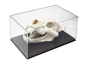 A CASED AFRICAN LION SKULL MOUNT, case measuring approx. 19in. x 12in. x 10in. .