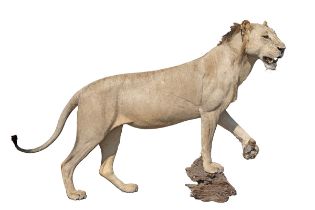 A FULL MOUNT OF AN AFRICAN LION (Panthera leo), measuring approx. 57in. x 87in. x 20in. .