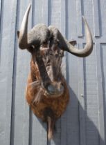 A CAPE AND HEAD MOUNT OF A BLACK WILDEBEEST (Connochaetes gnou), with approx. 22in. horns, approx.