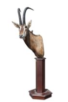 A FREE STANDING CAPE MOUNT OF A SABLE ANTELOPE (Hippotragus niger), with approx. 37in. horns,